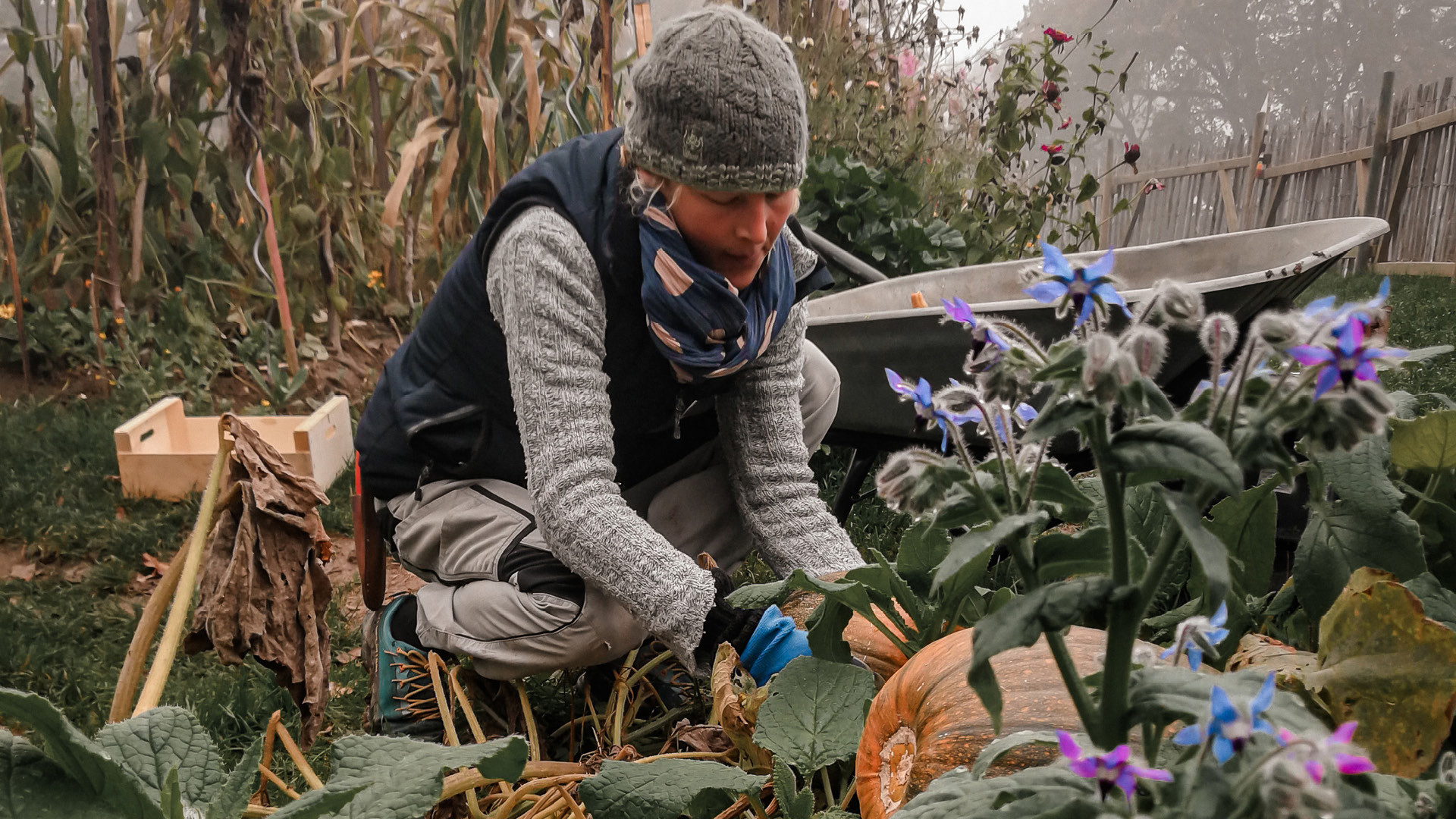 A woman placing a pumpkin in the Gurtengärtli.