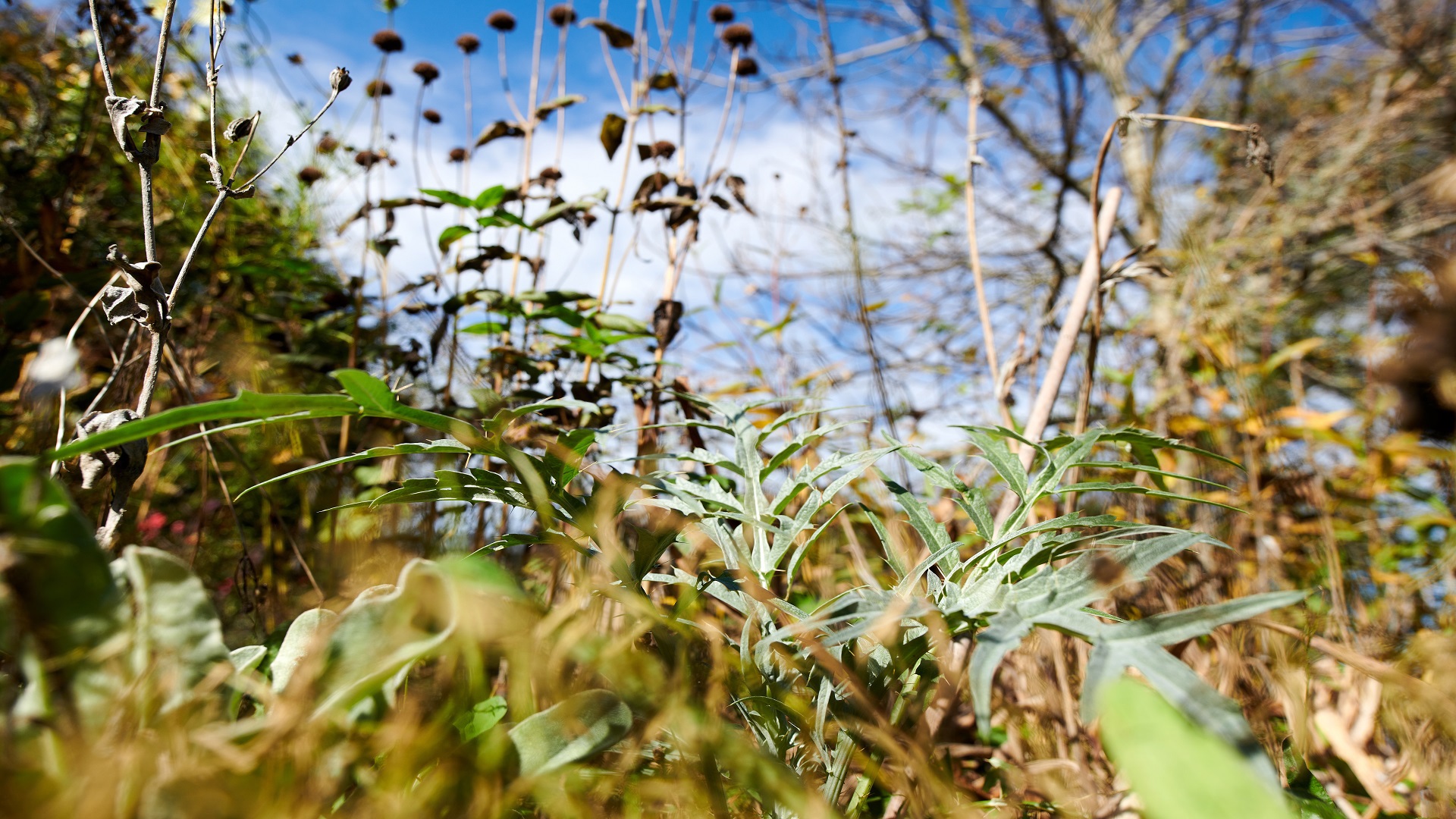 The plants in the Gurtengärtli.