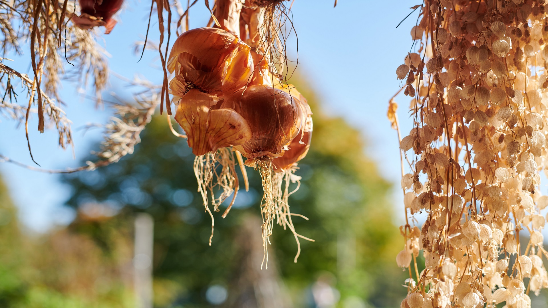 Brown onions in the Gurtengärtli.